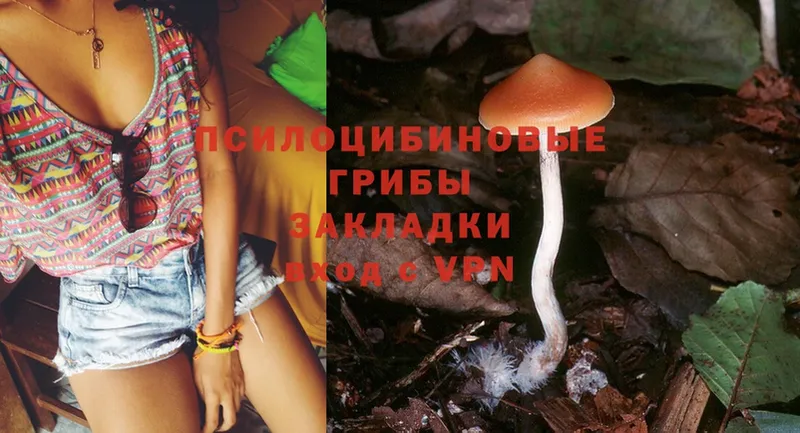 Псилоцибиновые грибы Cubensis  Ефремов 